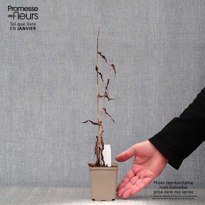 Tricyrtis formosana Dark Beauty Vasetto da 8/9 cm esemplare consegnato in inverno