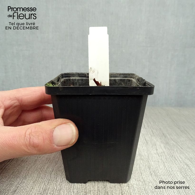 Lysichiton camtschatcensis Vasetto da 8/9 cm esemplare consegnato in inverno