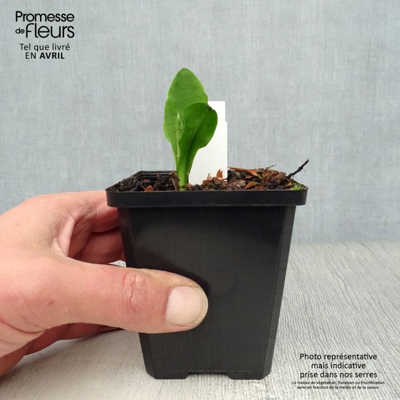 Lysichiton camtschatcensis Vasetto da 8/9 cm esemplare consegnato in primavera