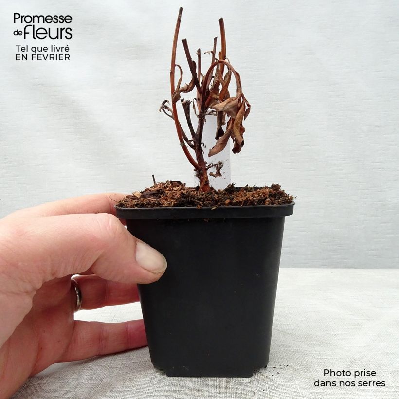 Lysimachia barystachys Vasetto da 8/9 cm esemplare consegnato in inverno