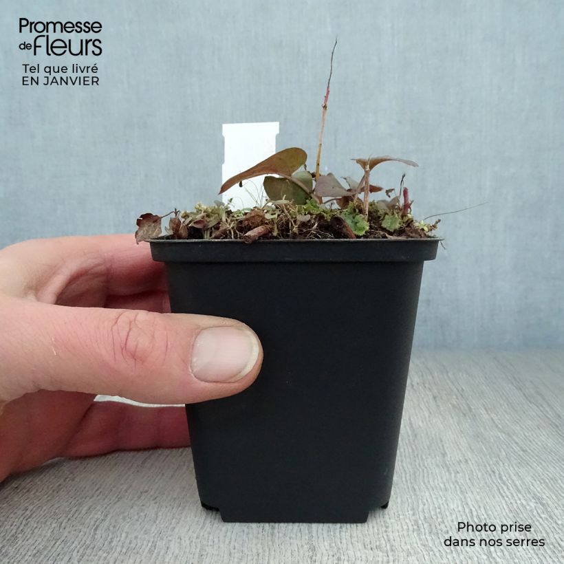 Lysimachia ciliata Fire Cracker Vasetto da 8/9 cm esemplare consegnato in inverno