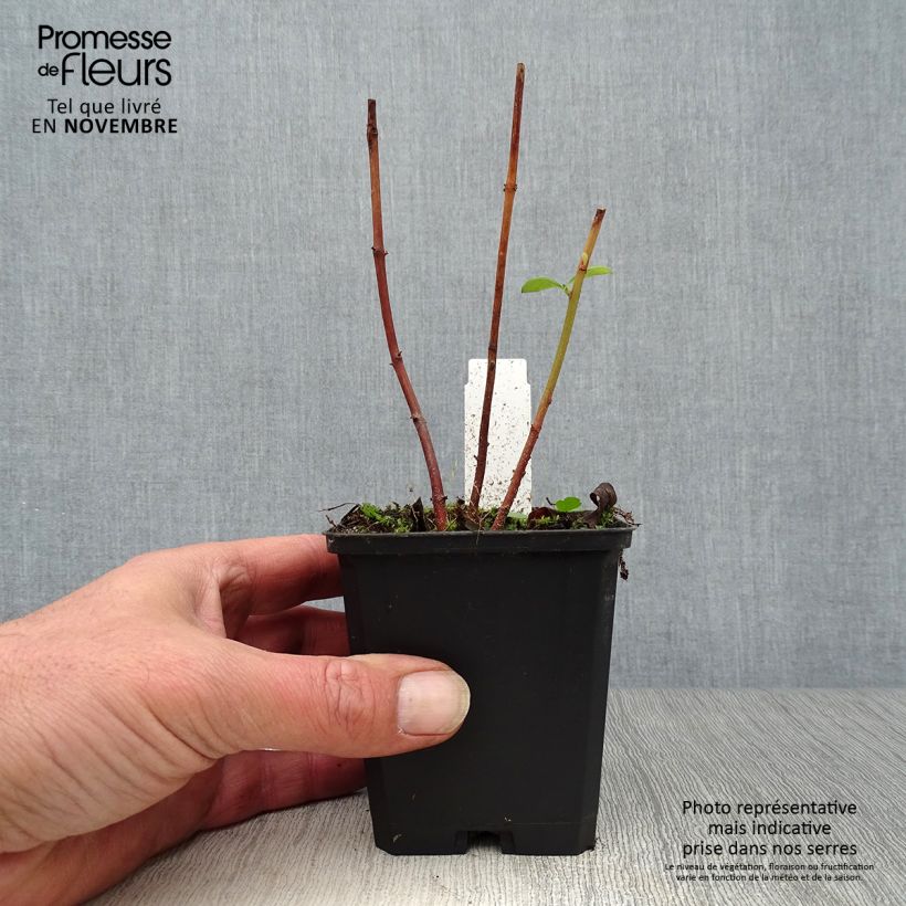 Esemplare di Lysimachia clethroides Vasetto da 8/9 cm come consegnato in autunno