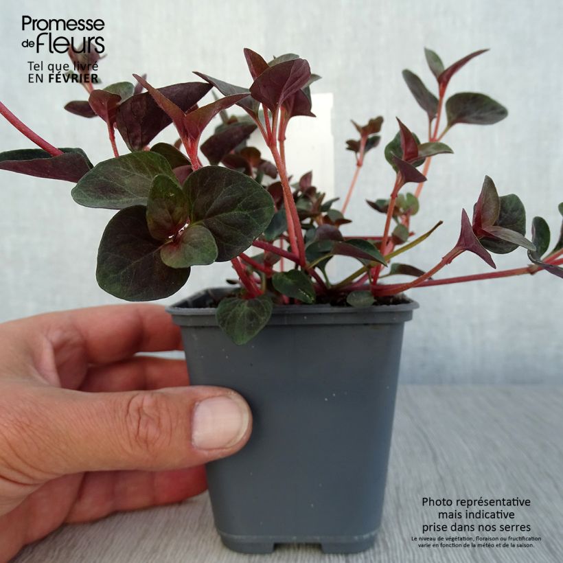 Esemplare di Lysimachia congestiflora Vasetto da 8/9 cm come consegnato in autunno