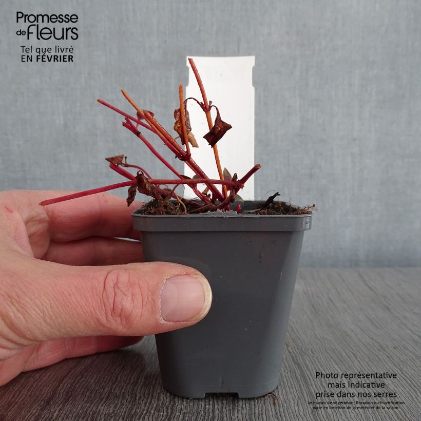 Lysimachia congestiflora Vasetto da 8/9 cm esemplare consegnato in inverno