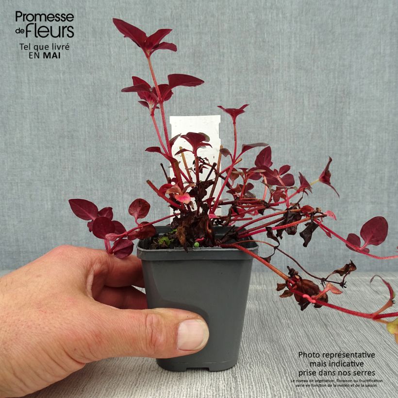 Lysimachia congestiflora Vasetto da 8/9 cm esemplare consegnato in primavera