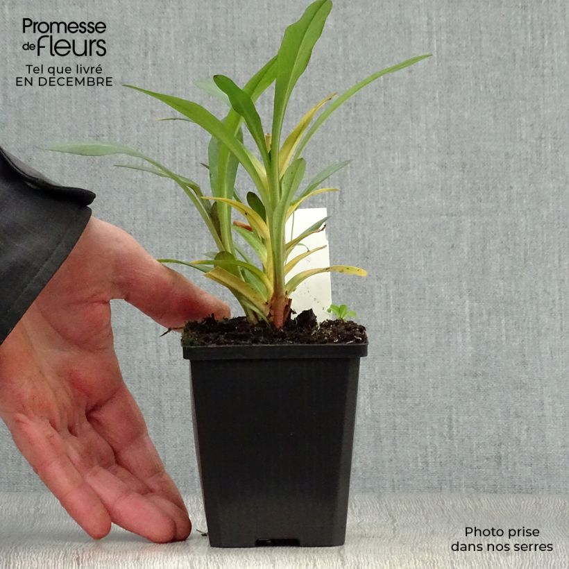 Lysimachia ephemerum Vasetto da 8/9 cm esemplare consegnato in inverno