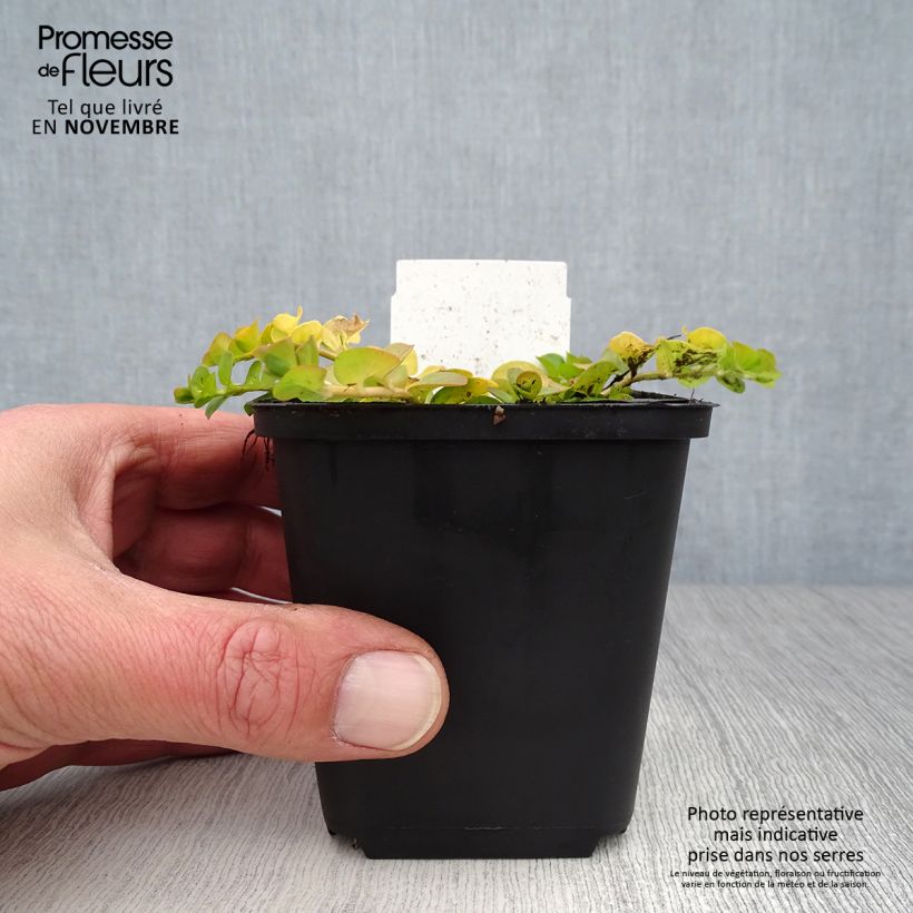 Esemplare di Lysimachia nummularia Aurea - Mazza d'oro minore Vasetto da 8/9 cm come consegnato in autunno