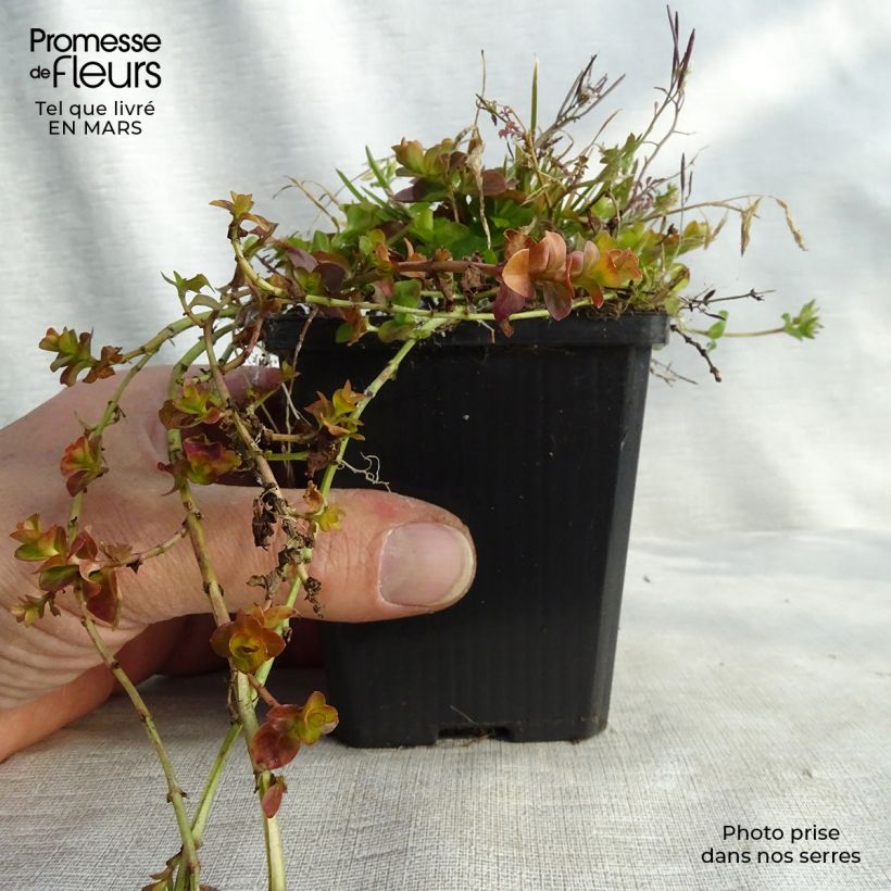 Lysimachia nummularia Aurea - Mazza d'oro minore Vasetto da 8/9 cm esemplare consegnato in inverno