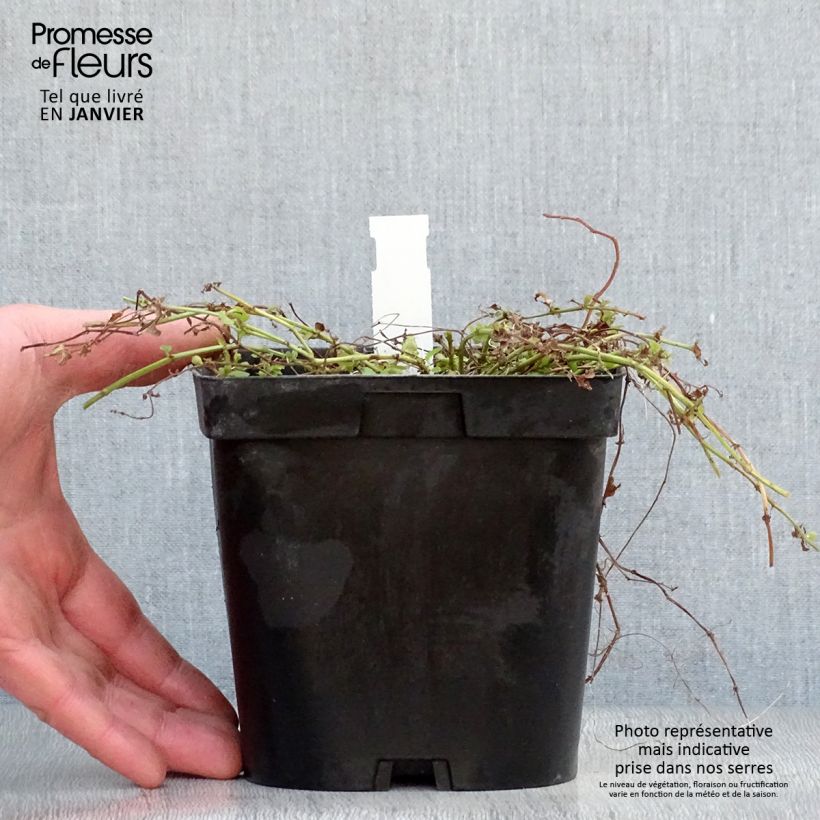 Lysimachia nummularia Aurea - Mazza d'oro minore Vaso da 2L/3L esemplare consegnato in inverno