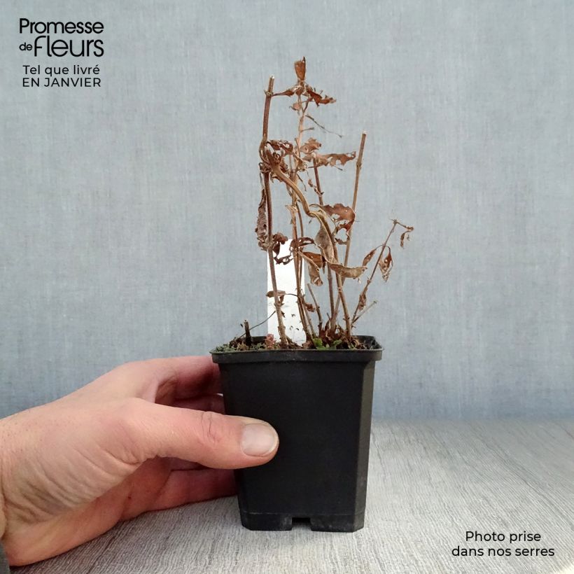 Lysimachia punctata Alexander - Mazza d'oro punteggiata Vasetto da 8/9 cm esemplare consegnato in inverno