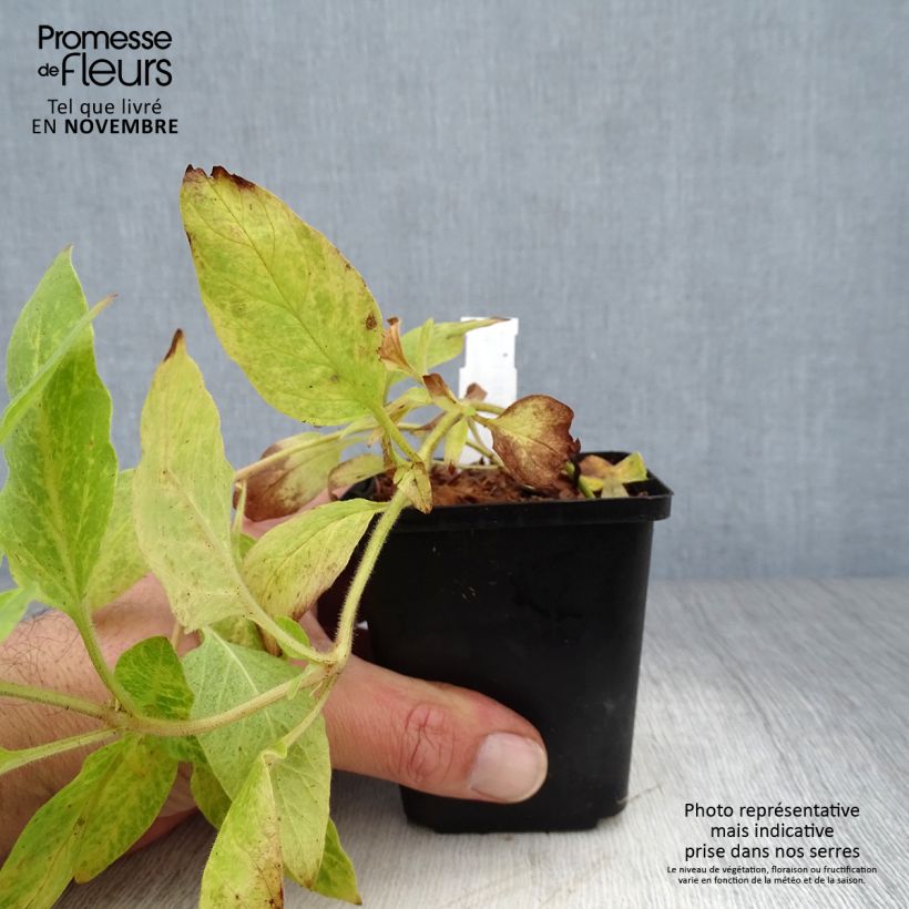Esemplare di Lysimachia punctata - Mazza d'oro punteggiata Vasetto da 8/9 cm come consegnato in autunno