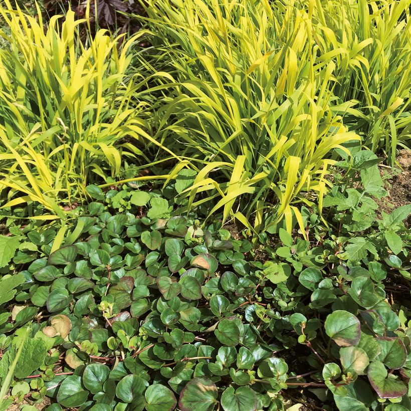 Lysimachia Sunburst (Porto)