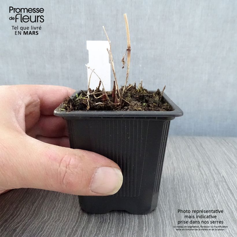 Lysimachia vulgaris - Mazza d'oro comune Vasetto da 8/9 cm esemplare consegnato in primavera