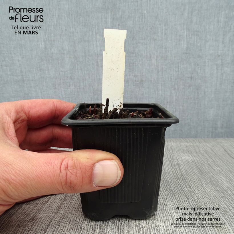 Lysimachia vulgaris - Mazza d'oro comune Vasetto da 8/9 cm esemplare consegnato in inverno