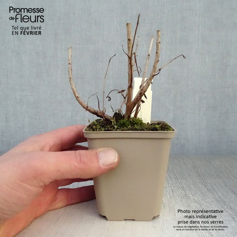 Lythrum salicaria Blush - Salcerella comune Vasetto da 8/9 cm esemplare consegnato in inverno