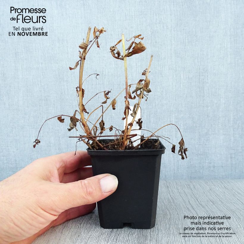Esemplare di Lythrum salicaria Robert - Salcerella comune Vasetto da 8/9 cm come consegnato in autunno