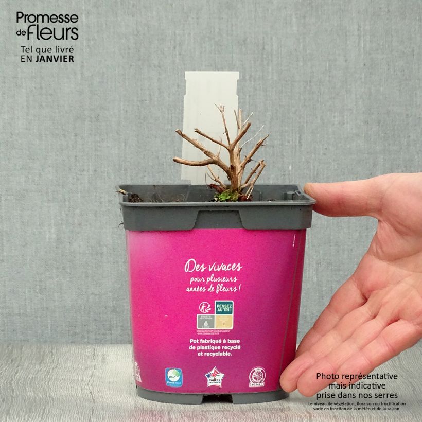 Lythrum salicaria Robert - Salcerella comune Vaso da 2L/3L esemplare consegnato in inverno