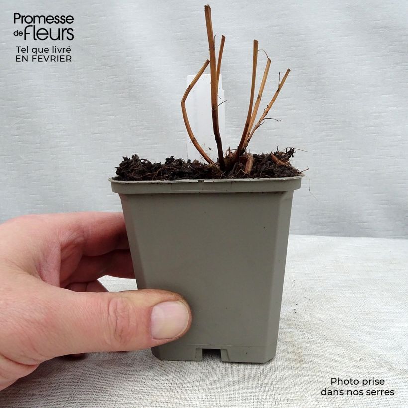 Lythrum salicaria Robert - Salcerella comune Vasetto da 8/9 cm esemplare consegnato in inverno