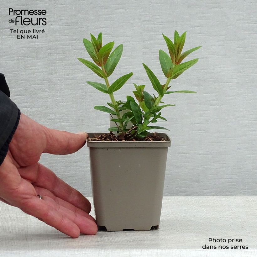 Lythrum salicaria Robert - Salcerella comune Vasetto da 8/9 cm esemplare consegnato in primavera