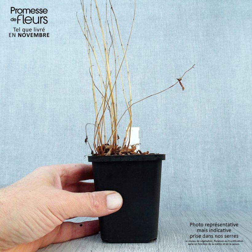 Esemplare di Lythrum salicaria - Salcerella comune Vasetto da 8/9 cm come consegnato in autunno