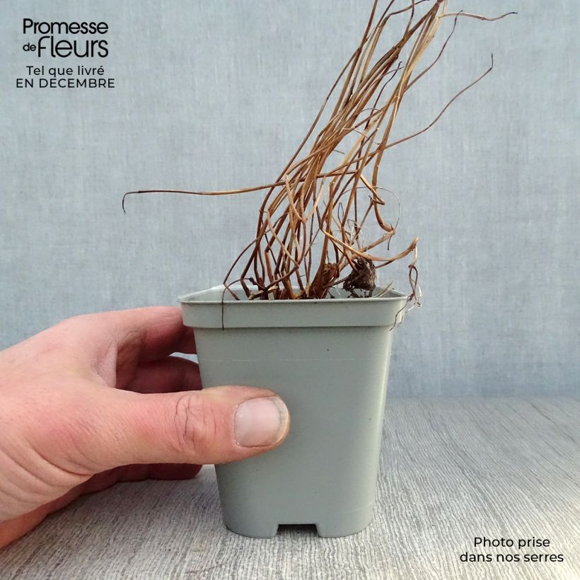 Lythrum salicaria - Salcerella comune Vasetto da 8/9 cm esemplare consegnato in inverno