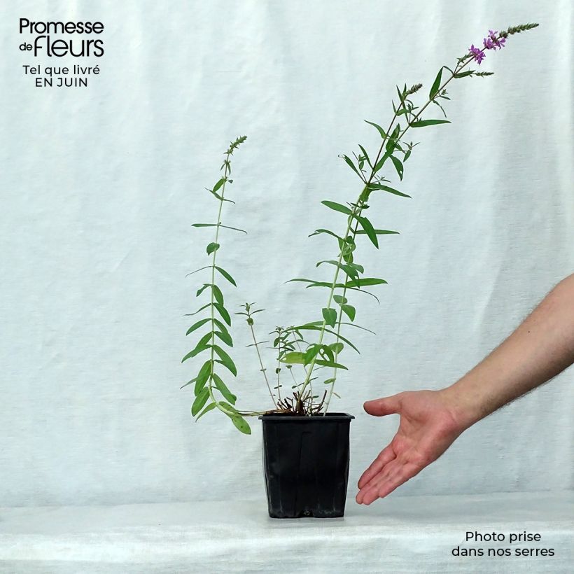 Esemplare di Lythrum salicaria - Salcerella comune Vaso da 2L/3L consegnato in estate