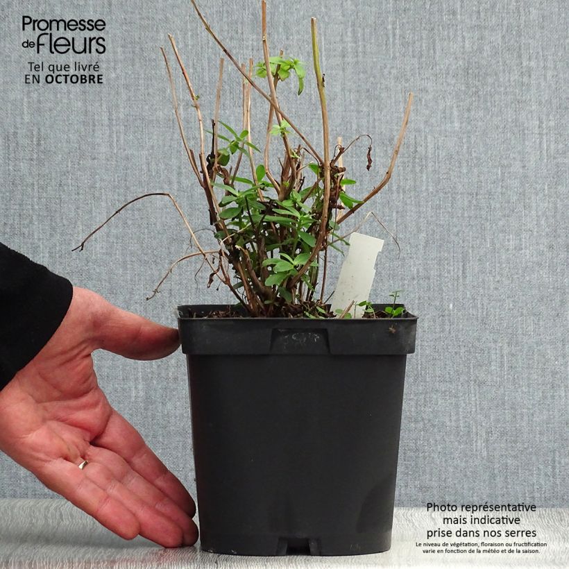 Esemplare di Lythrum salicaria - Salcerella comune Vaso da 2L/3L come consegnato in autunno