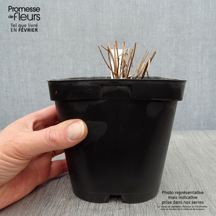 Lythrum salicaria - Salcerella comune Vaso da 2L/3L esemplare consegnato in inverno