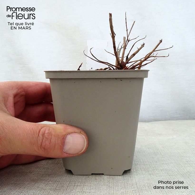 Lythrum salicaria Swirl - Salcerella comune Vasetto da 8/9 cm esemplare consegnato in primavera