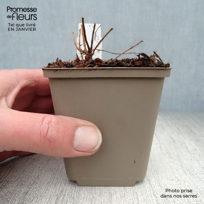 Lythrum salicaria Swirl - Salcerella comune Vasetto da 8/9 cm esemplare consegnato in inverno