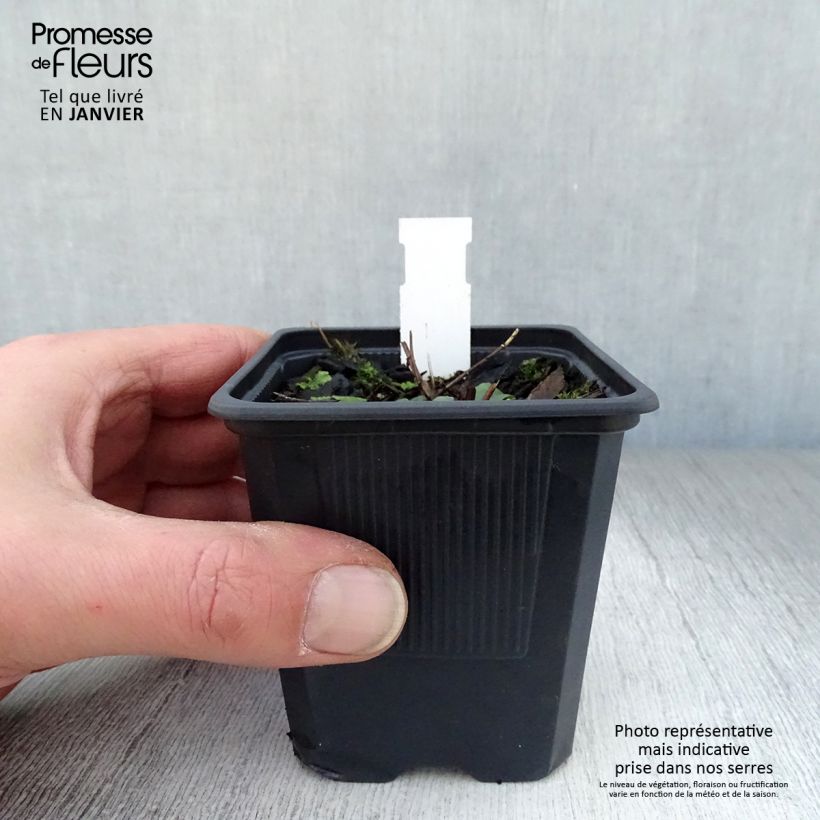 Lythrum salicaria The Beacon - Salcerella comune Vasetto da 8/9 cm esemplare consegnato in inverno