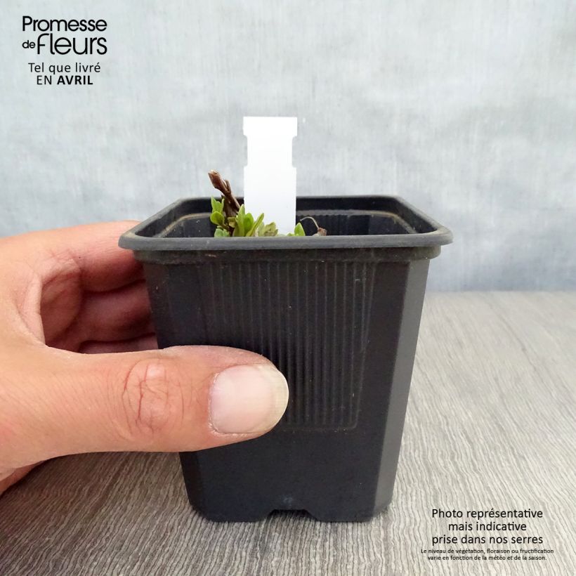 Lythrum salicaria The Beacon - Salcerella comune Vasetto da 8/9 cm esemplare consegnato in primavera