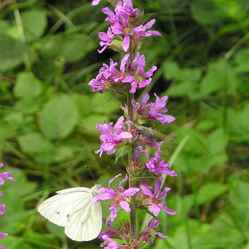 Lythrum virgatum Dropmore Purple (Fioritura)