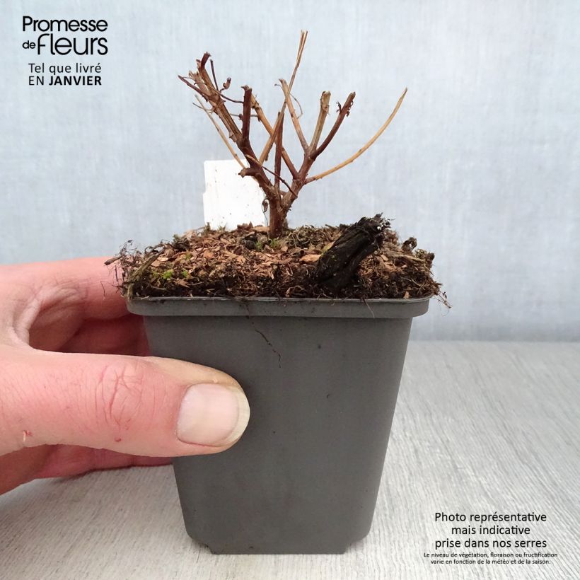 Lythrum virgatum Dropmore Purple Vasetto da 8/9 cm esemplare consegnato in inverno