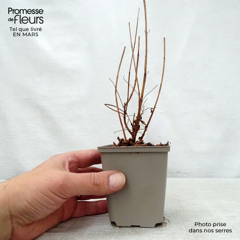 Lythrum virgatum Dropmore Purple Vasetto da 8/9 cm esemplare consegnato in primavera