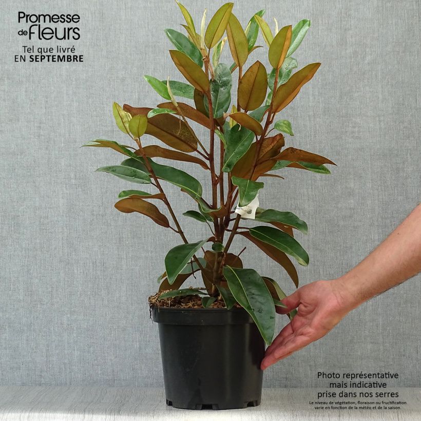 Esemplare di Magnolia grandiflora Alta Vaso da 4L/5L come consegnato in autunno