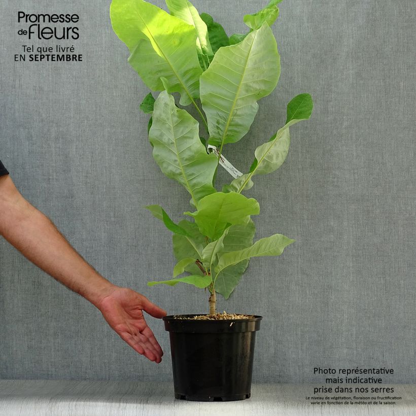 Esemplare di Magnolia macrophylla subsp. ashei Vaso da 4L/5L come consegnato in autunno