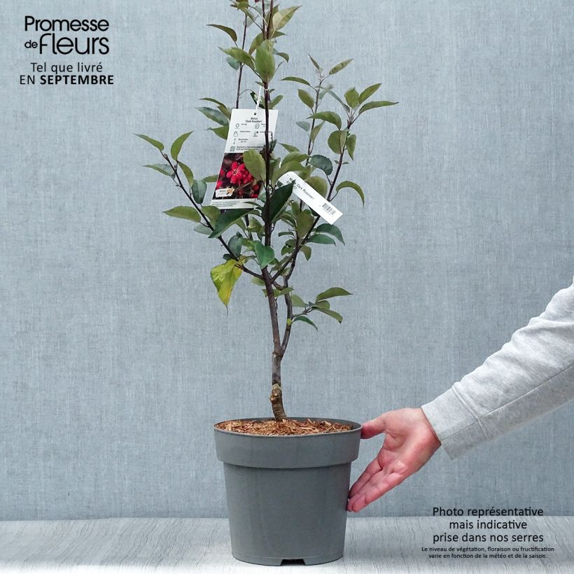Esemplare di Malus Dark Rosaleen - Melo da fiore Vaso da 6L/7L come consegnato in autunno