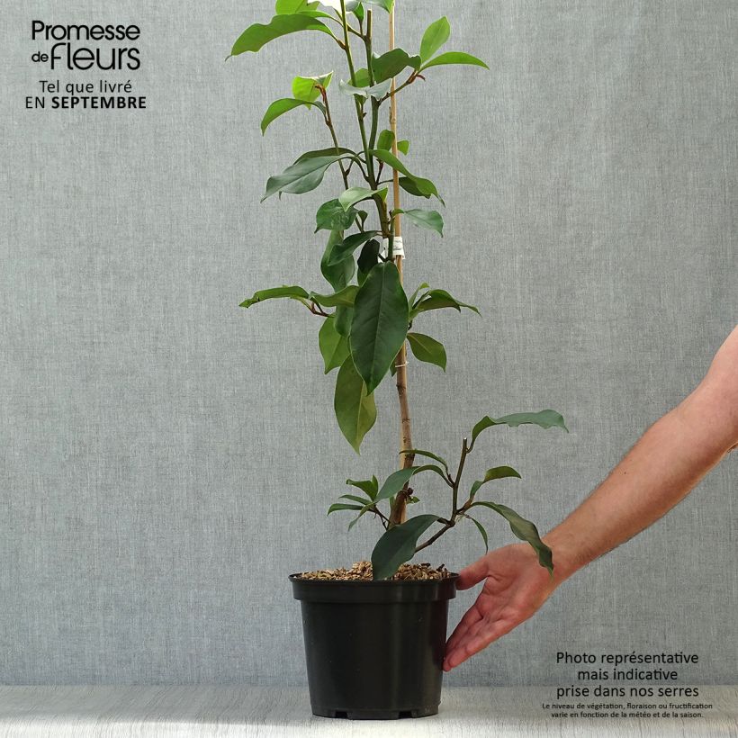 Esemplare di Magnolia foggii Allspice Vaso da 4L/5L come consegnato in autunno