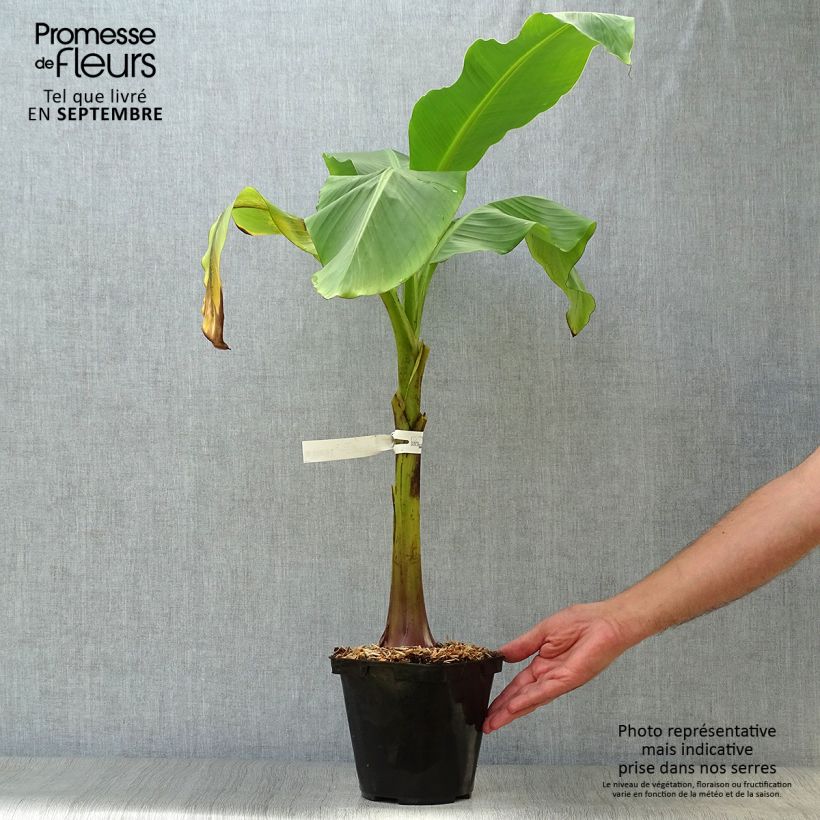 Esemplare di Musa Dajiao - Banana plátano Vaso da 4L/5L come consegnato in autunno