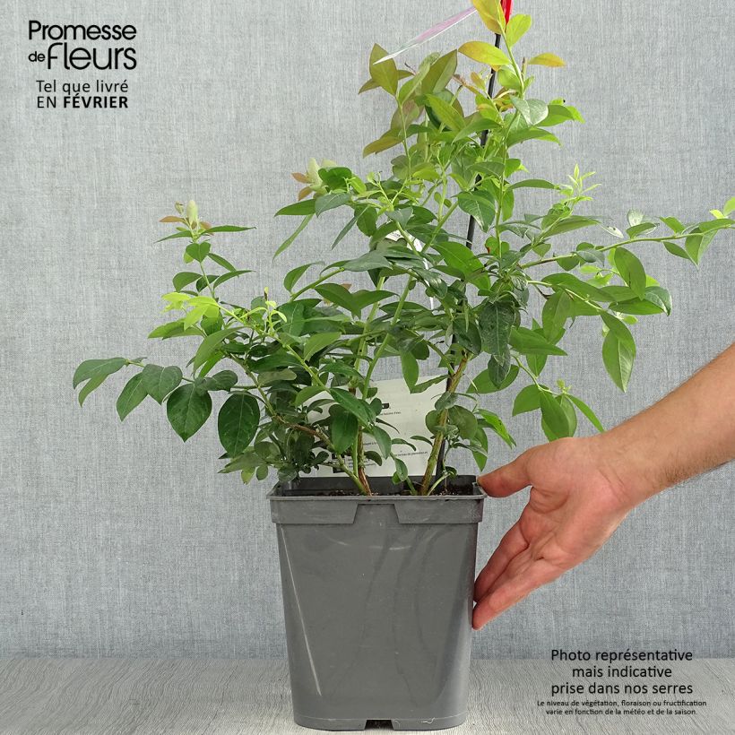 Esemplare di Mirtillo gigante americano - Atlantic Vaso da 4L/5L come consegnato in autunno