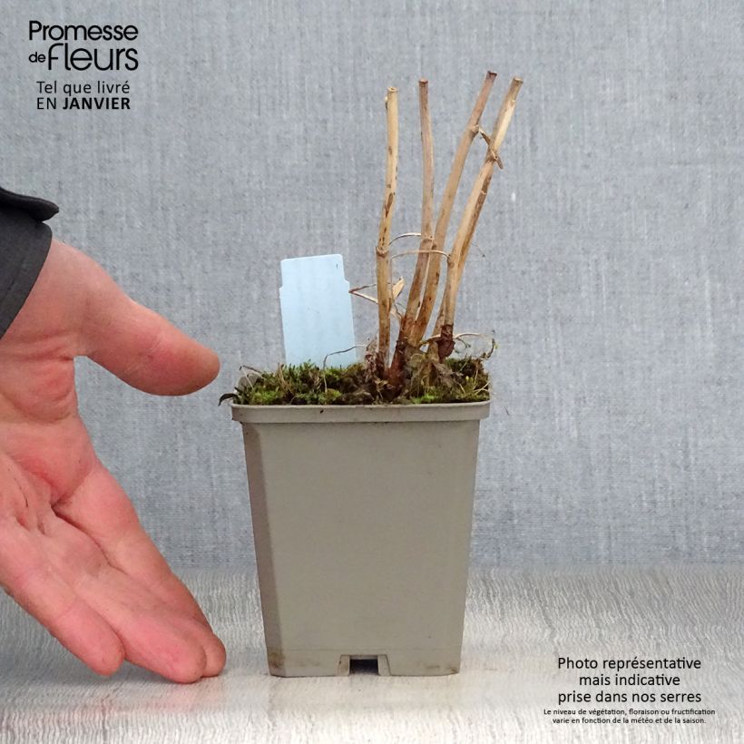 Macleaya microcarpa Kelway's Coral Plume Vasetto da 8/9 cm esemplare consegnato in inverno