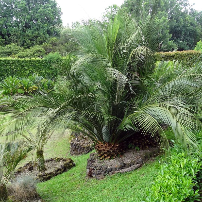 Macrozamia communis (Porto)
