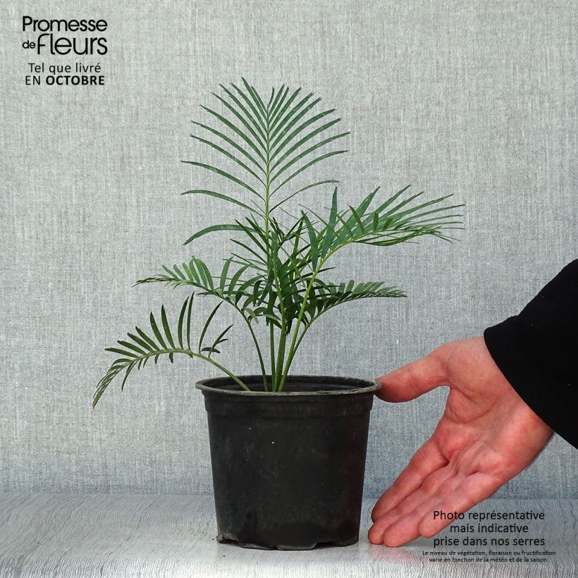 Esemplare di Macrozamia communis Vaso da Ø 12 cm / 13 cm come consegnato in autunno
