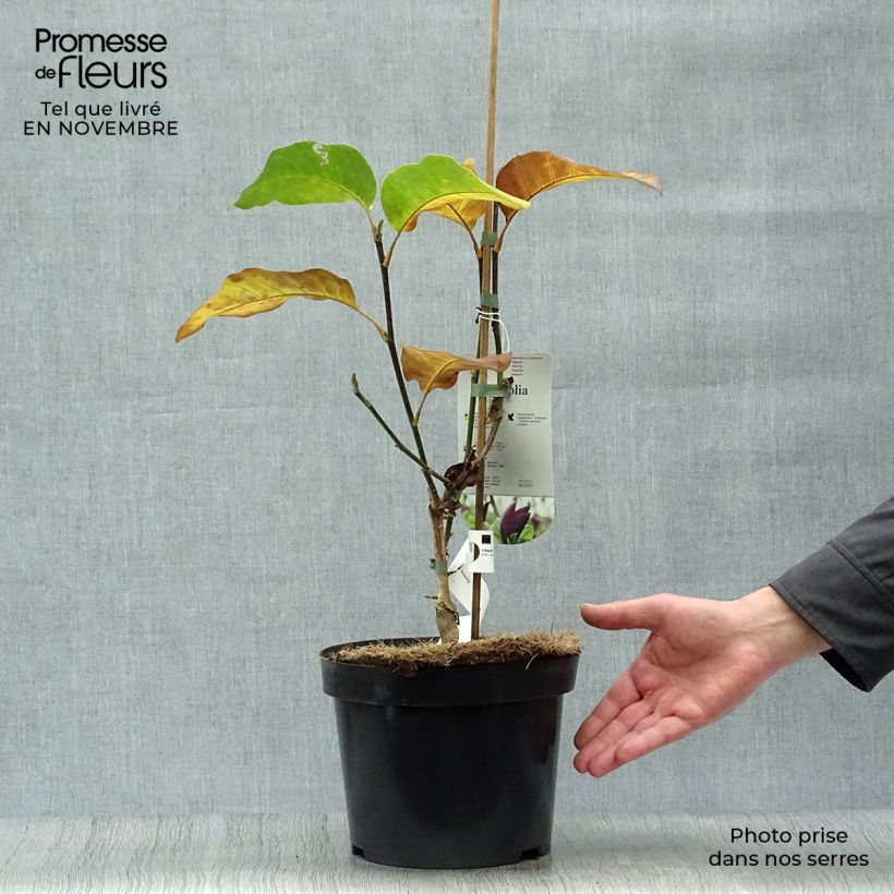 Esemplare di Magnolia Black Beauty Vaso da 2L/3L come consegnato in autunno