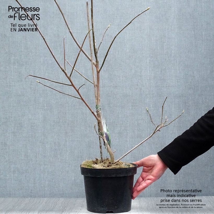 Magnolia Black Beauty Vaso da 2L/3L esemplare consegnato in inverno