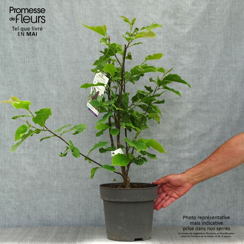 Magnolia Black Beauty Vaso da 6L/7L esemplare consegnato in primavera