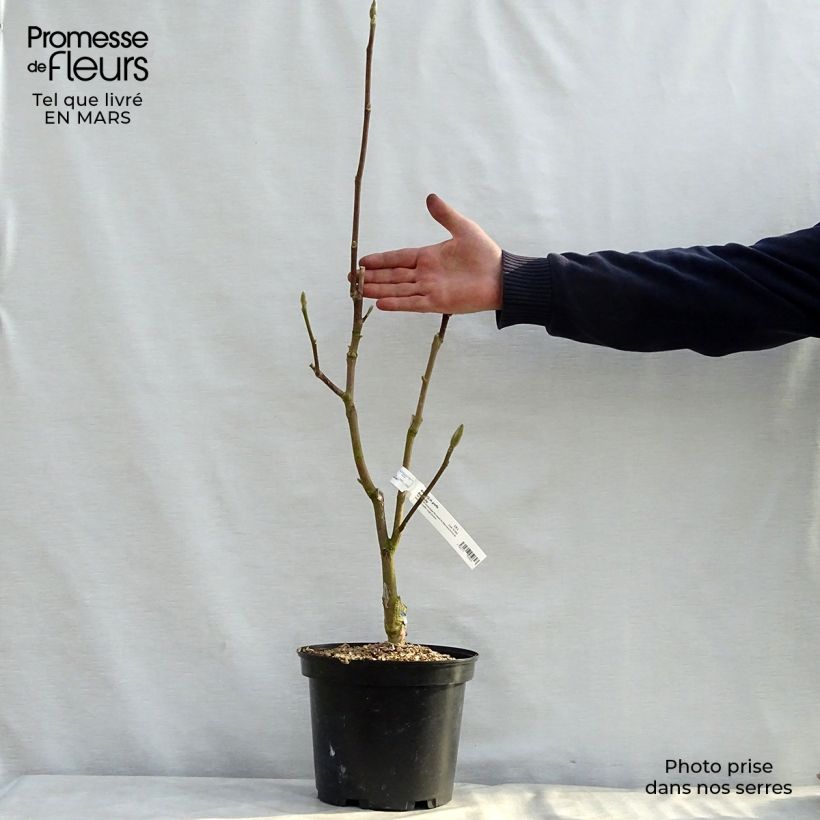 Magnolia Black Tulip Vaso da 4L/5L esemplare consegnato in primavera