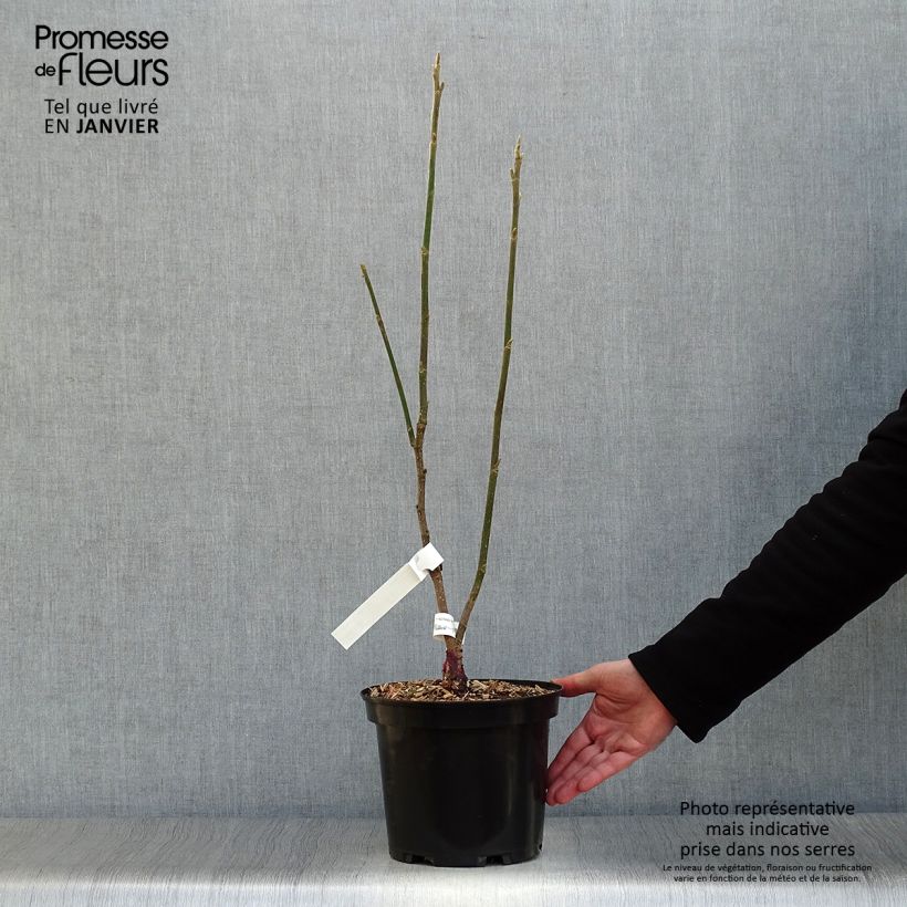 Magnolia Burgundy Star Vaso da 4L/5L esemplare consegnato in inverno