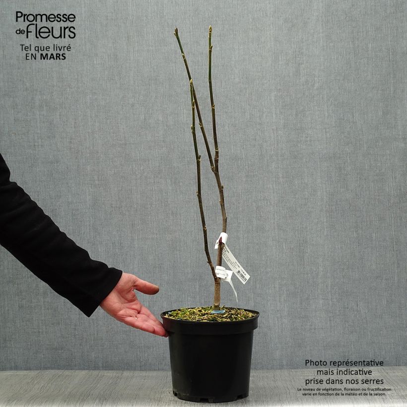 Magnolia Burgundy Star Vaso da 4L/5L esemplare consegnato in primavera